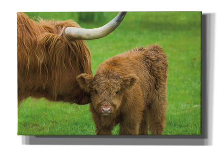 'Scottish Highland Cattle VII' by Alan Majchrowicz,Giclee Canvas Wall Art