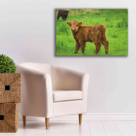 Image of 'Scottish Highland Cattle X' by Alan Majchrowicz,Giclee Canvas Wall Art,40x26
