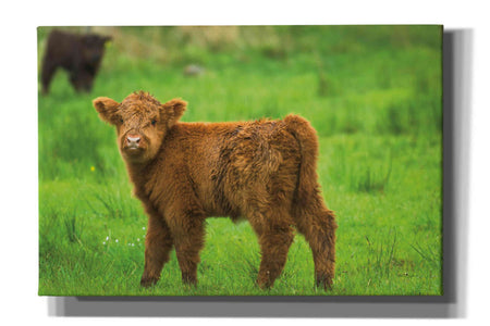 'Scottish Highland Cattle X' by Alan Majchrowicz,Giclee Canvas Wall Art
