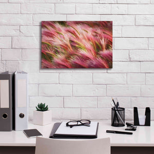 'Foxtail Barley II' by Alan Majchrowicz,Giclee Canvas Wall Art,18x12