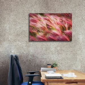 'Foxtail Barley II' by Alan Majchrowicz,Giclee Canvas Wall Art,40x26