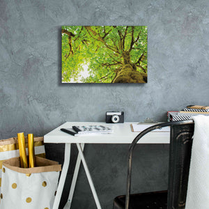 'Big Leaf Maple Trees II' by Alan Majchrowicz,Giclee Canvas Wall Art,18x12