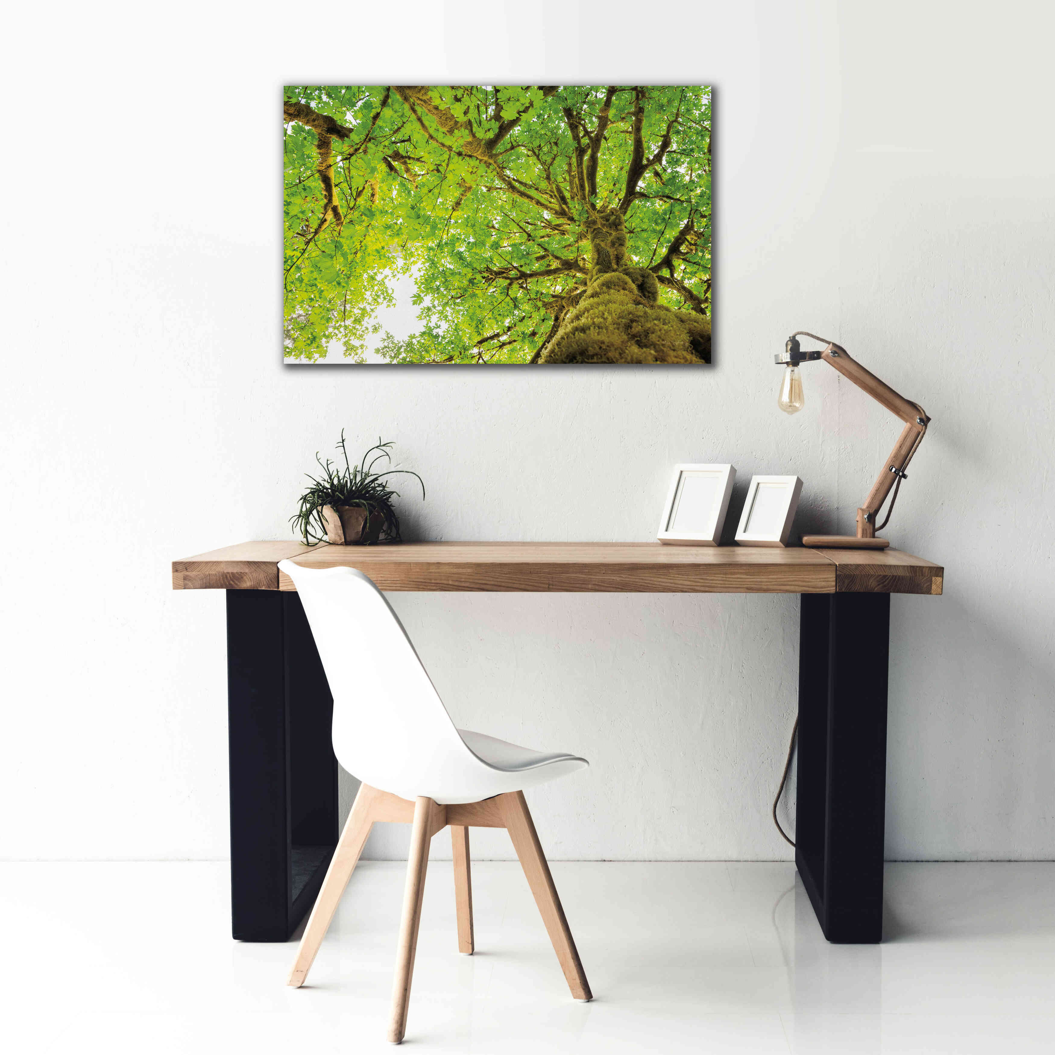 'Big Leaf Maple Trees II' by Alan Majchrowicz,Giclee Canvas Wall Art,40x26