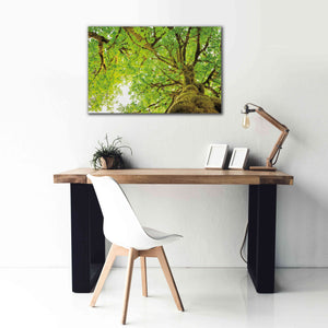 'Big Leaf Maple Trees II' by Alan Majchrowicz,Giclee Canvas Wall Art,40x26