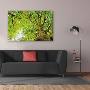 'Big Leaf Maple Trees II' by Alan Majchrowicz,Giclee Canvas Wall Art,60x40