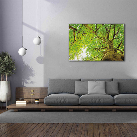 Image of 'Big Leaf Maple Trees II' by Alan Majchrowicz,Giclee Canvas Wall Art,60x40