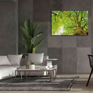 'Big Leaf Maple Trees II' by Alan Majchrowicz,Giclee Canvas Wall Art,60x40