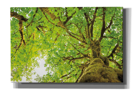 Image of 'Big Leaf Maple Trees II' by Alan Majchrowicz,Giclee Canvas Wall Art