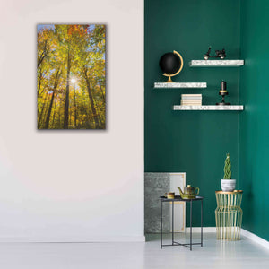 'Autumn Foliage Sunburst III' by Alan Majchrowicz,Giclee Canvas Wall Art,26x40