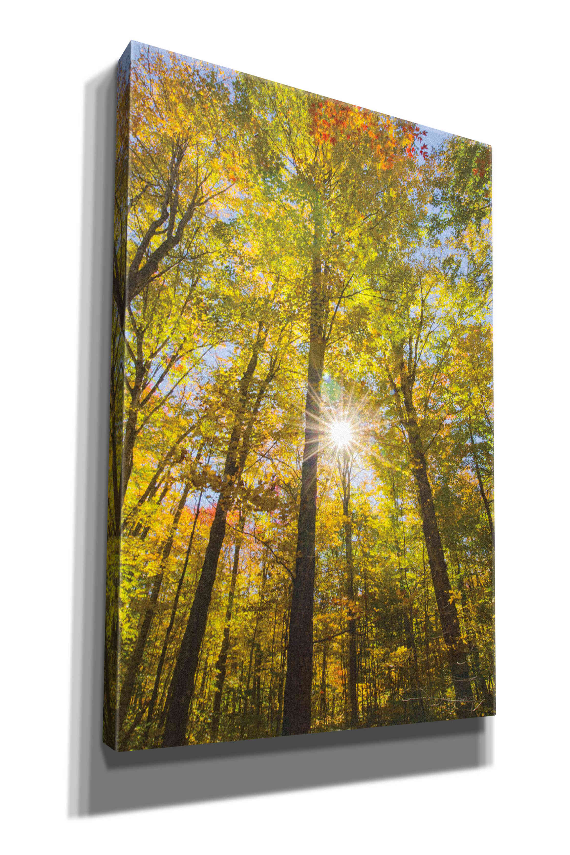 'Autumn Foliage Sunburst III' by Alan Majchrowicz,Giclee Canvas Wall Art