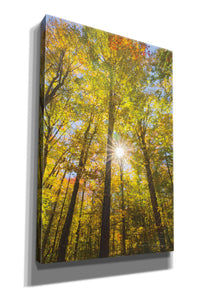'Autumn Foliage Sunburst III' by Alan Majchrowicz,Giclee Canvas Wall Art