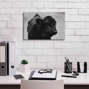 'Scottish Highland Cattle XI BW' by Alan Majchrowicz,Giclee Canvas Wall Art,18x12