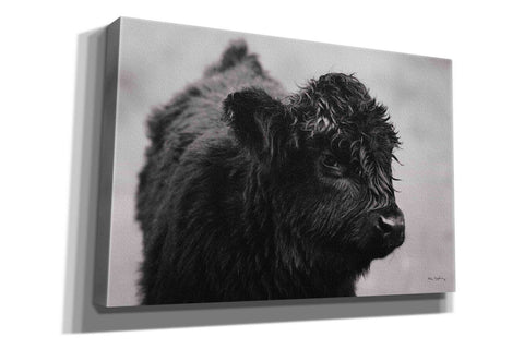 Image of 'Scottish Highland Cattle XI BW' by Alan Majchrowicz,Giclee Canvas Wall Art