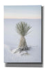'Yucca in White Sands National Monument' by Alan Majchrowicz,Giclee Canvas Wall Art