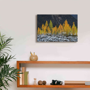 'Alpine Larches North Cascades' by Alan Majchrowicz,Giclee Canvas Wall Art,18x12