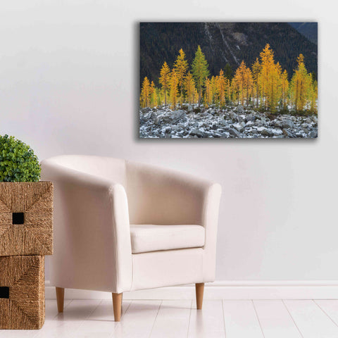 Image of 'Alpine Larches North Cascades' by Alan Majchrowicz,Giclee Canvas Wall Art,40x26