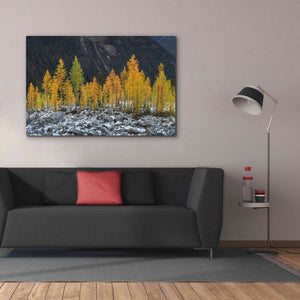'Alpine Larches North Cascades' by Alan Majchrowicz,Giclee Canvas Wall Art,60x40