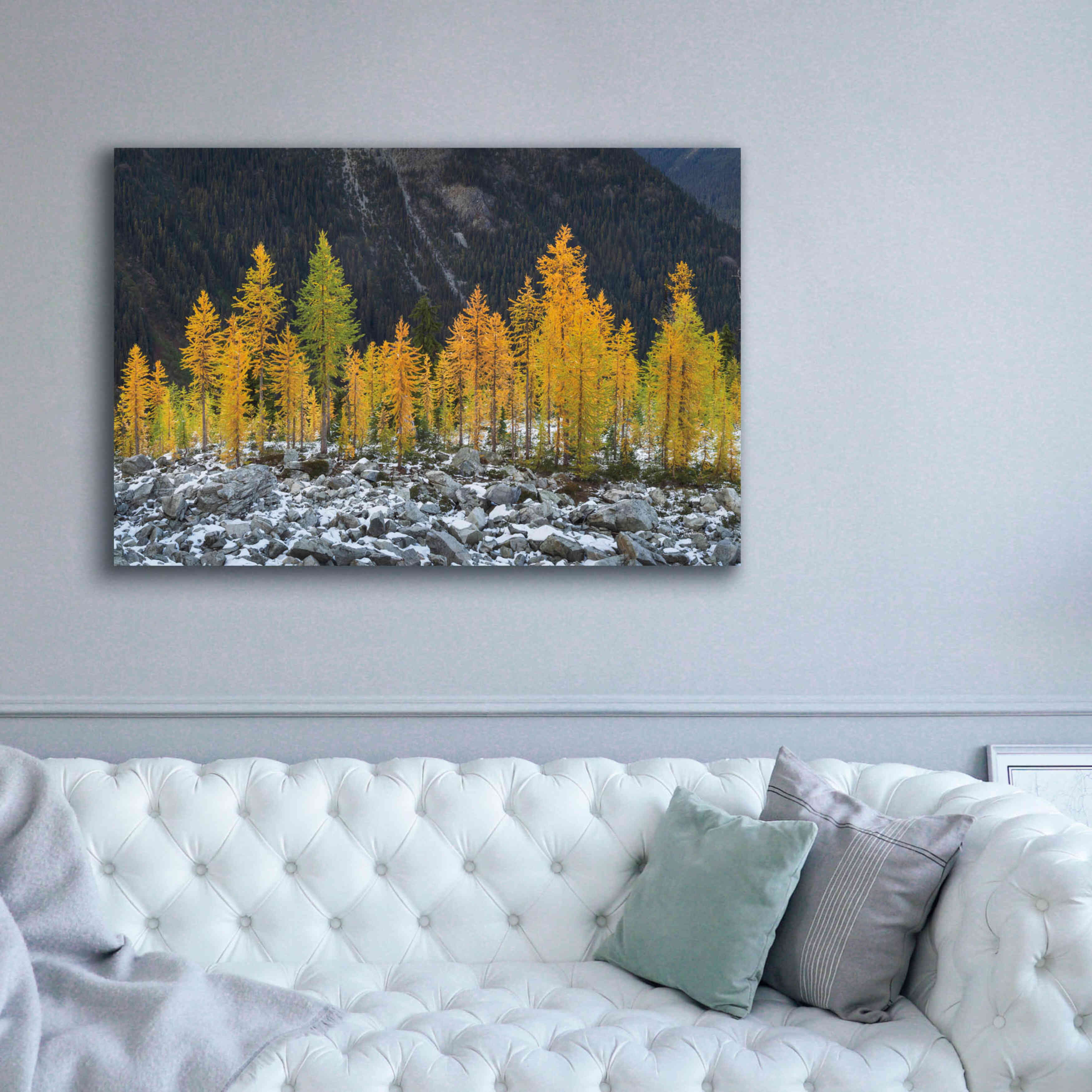 'Alpine Larches North Cascades' by Alan Majchrowicz,Giclee Canvas Wall Art,60x40