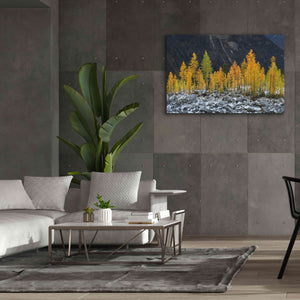 'Alpine Larches North Cascades' by Alan Majchrowicz,Giclee Canvas Wall Art,60x40