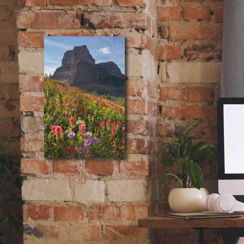 Image of 'Boulder Pass Wildflowers' by Alan Majchrowicz,Giclee Canvas Wall Art,12x18