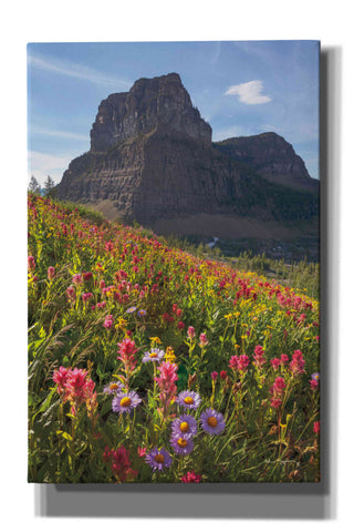 Image of 'Boulder Pass Wildflowers' by Alan Majchrowicz,Giclee Canvas Wall Art