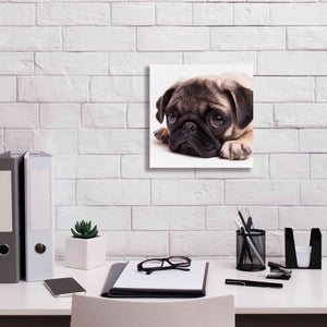 'Sad Sack Pug' by Edward M. Fielding, Giclee Canvas Wall Art,12x12