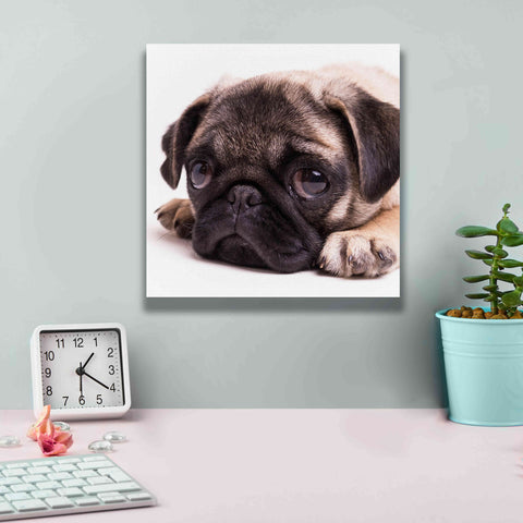 Image of 'Sad Sack Pug' by Edward M. Fielding, Giclee Canvas Wall Art,12x12