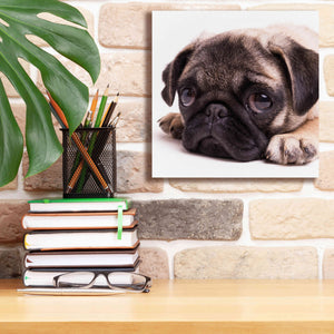 'Sad Sack Pug' by Edward M. Fielding, Giclee Canvas Wall Art,12x12