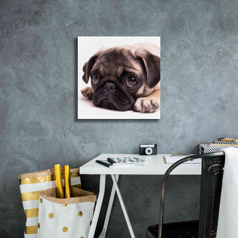 Image of 'Sad Sack Pug' by Edward M. Fielding, Giclee Canvas Wall Art,18x18