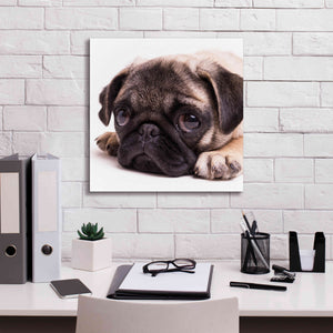 'Sad Sack Pug' by Edward M. Fielding, Giclee Canvas Wall Art,18x18