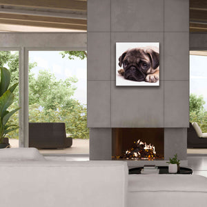 'Sad Sack Pug' by Edward M. Fielding, Giclee Canvas Wall Art,26x26
