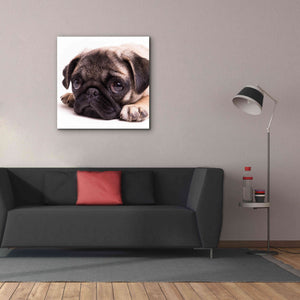 'Sad Sack Pug' by Edward M. Fielding, Giclee Canvas Wall Art,37x37
