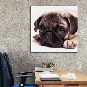 'Sad Sack Pug' by Edward M. Fielding, Giclee Canvas Wall Art,37x37