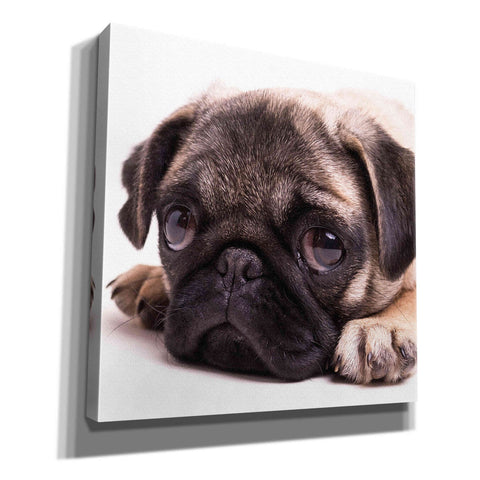 Image of 'Sad Sack Pug' by Edward M. Fielding, Giclee Canvas Wall Art