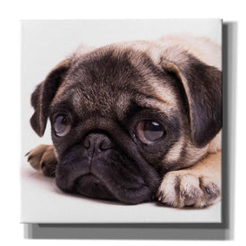 'Sad Sack Pug' by Edward M. Fielding, Giclee Canvas Wall Art