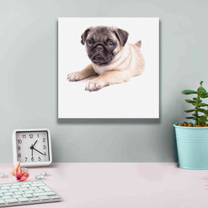 'Cute Pug Puppy' by Edward M. Fielding, Giclee Canvas Wall Art,12x12