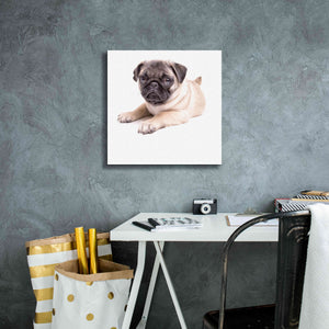 'Cute Pug Puppy' by Edward M. Fielding, Giclee Canvas Wall Art,18x18