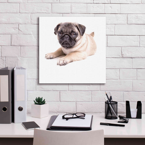 Image of 'Cute Pug Puppy' by Edward M. Fielding, Giclee Canvas Wall Art,18x18