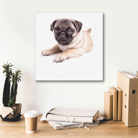 Image of 'Cute Pug Puppy' by Edward M. Fielding, Giclee Canvas Wall Art,18x18