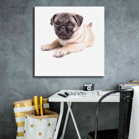 Image of 'Cute Pug Puppy' by Edward M. Fielding, Giclee Canvas Wall Art,26x26