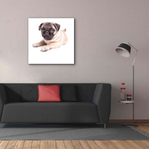 'Cute Pug Puppy' by Edward M. Fielding, Giclee Canvas Wall Art,37x37