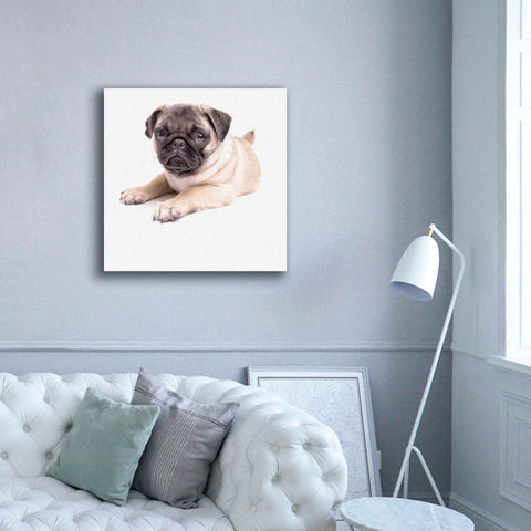 Image of 'Cute Pug Puppy' by Edward M. Fielding, Giclee Canvas Wall Art,37x37