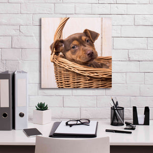 'Puppy in a Basket' by Edward M. Fielding, Giclee Canvas Wall Art,18x18