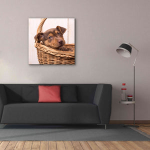 'Puppy in a Basket' by Edward M. Fielding, Giclee Canvas Wall Art,37x37