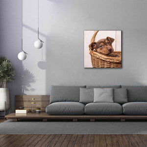 'Puppy in a Basket' by Edward M. Fielding, Giclee Canvas Wall Art,37x37