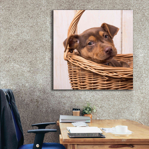 Image of 'Puppy in a Basket' by Edward M. Fielding, Giclee Canvas Wall Art,37x37