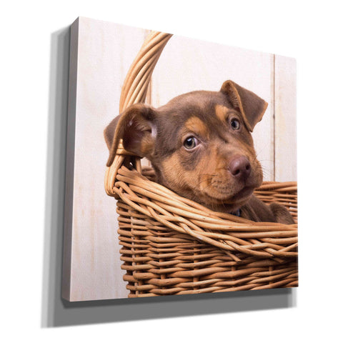 Image of 'Puppy in a Basket' by Edward M. Fielding, Giclee Canvas Wall Art