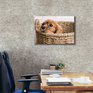 'Puppy in a Laundry Basket' by Edward M. Fielding, Giclee Canvas Wall Art,26x18