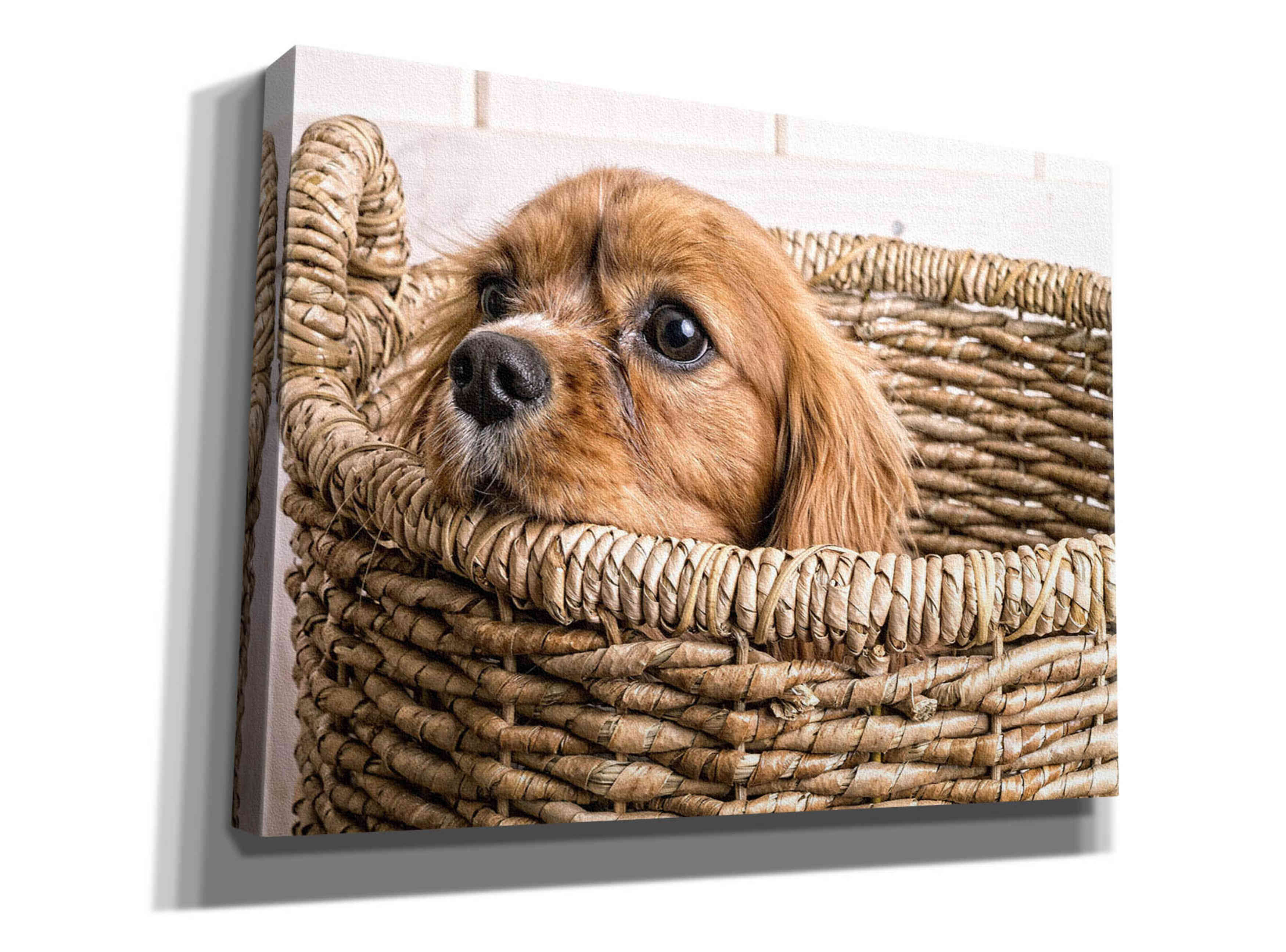 'Puppy in a Laundry Basket' by Edward M. Fielding, Giclee Canvas Wall Art