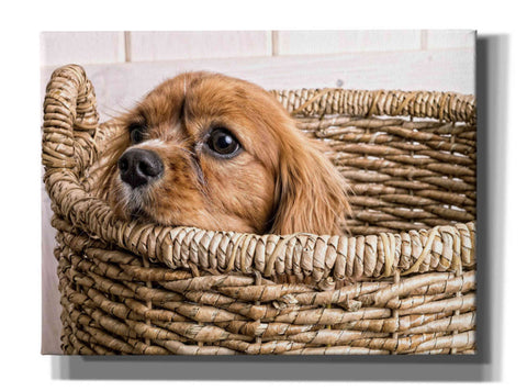 Image of 'Puppy in a Laundry Basket' by Edward M. Fielding, Giclee Canvas Wall Art